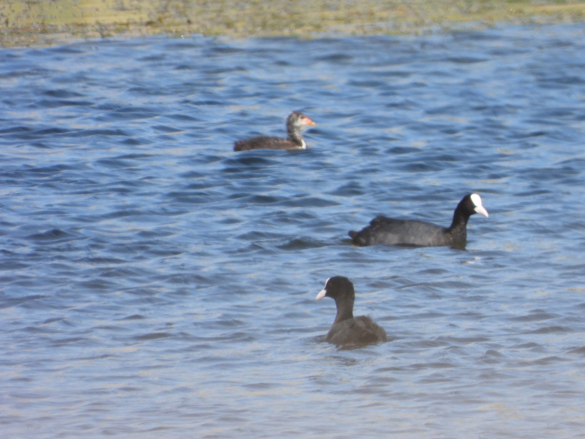 Eurasian Coot - ML620747793