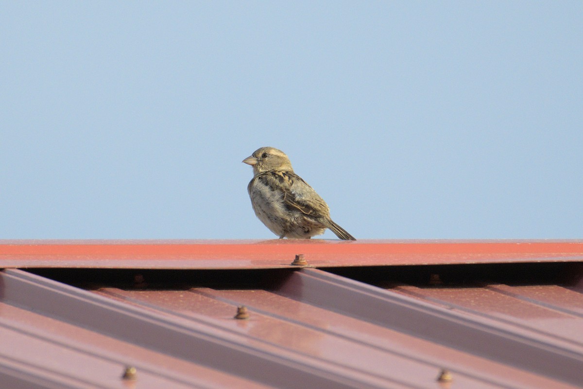 House Sparrow - ML620747798