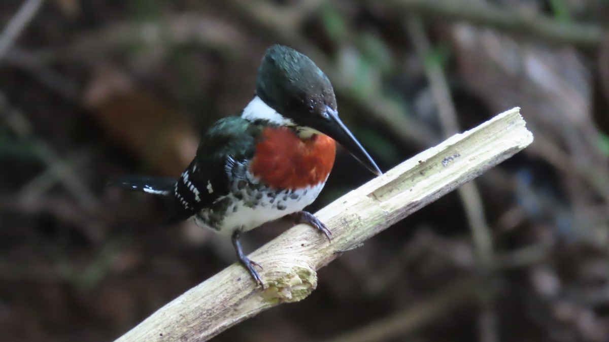 Green Kingfisher - ML620747801