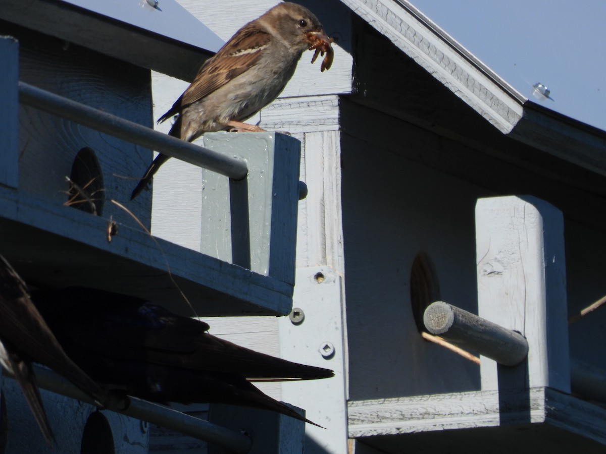 House Sparrow - ML620747803