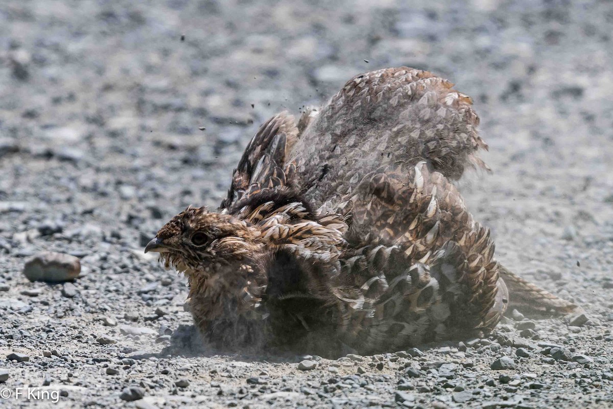 Ruffed Grouse - ML620747809