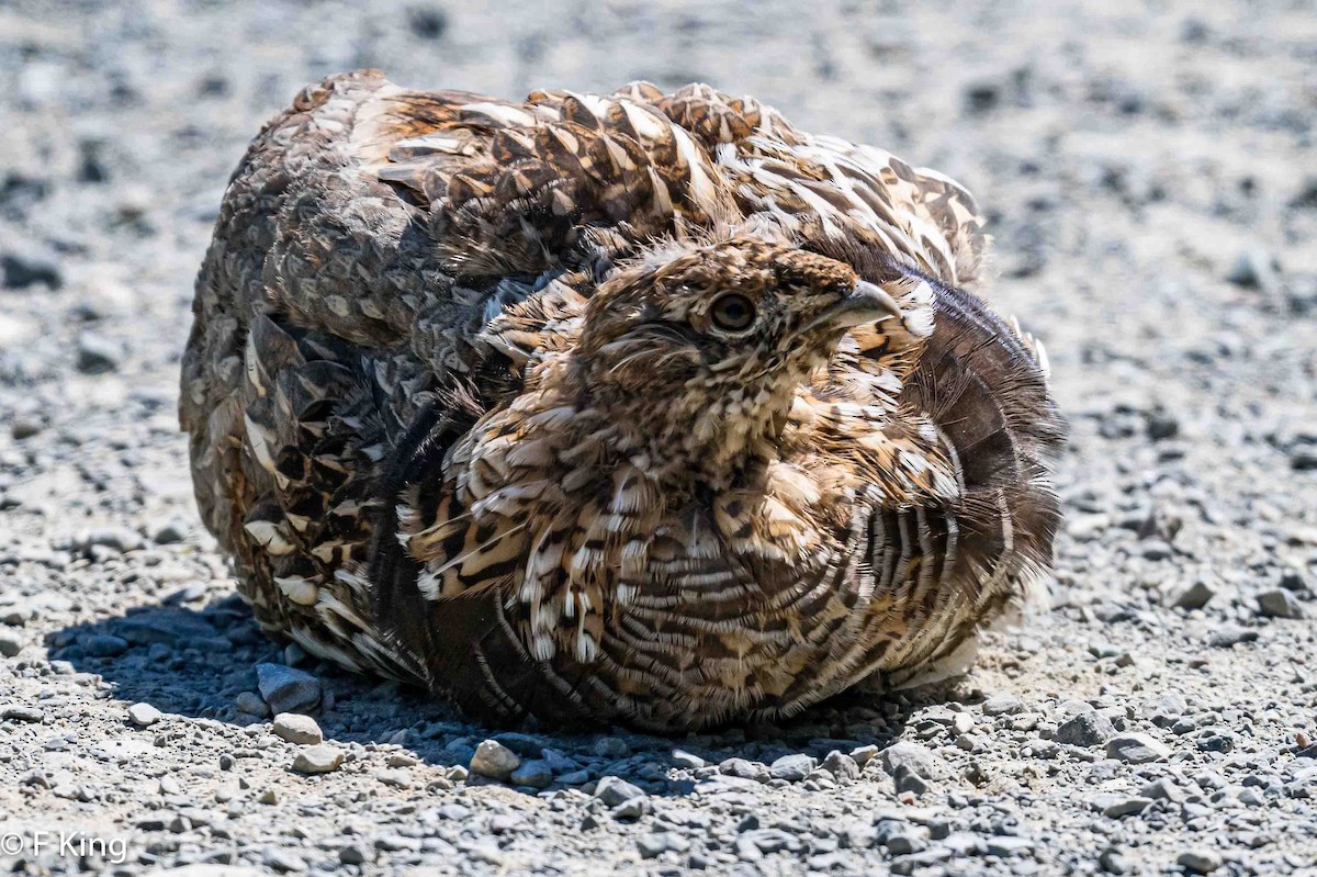 Ruffed Grouse - ML620747810