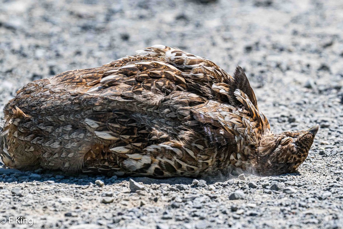 Ruffed Grouse - ML620747812