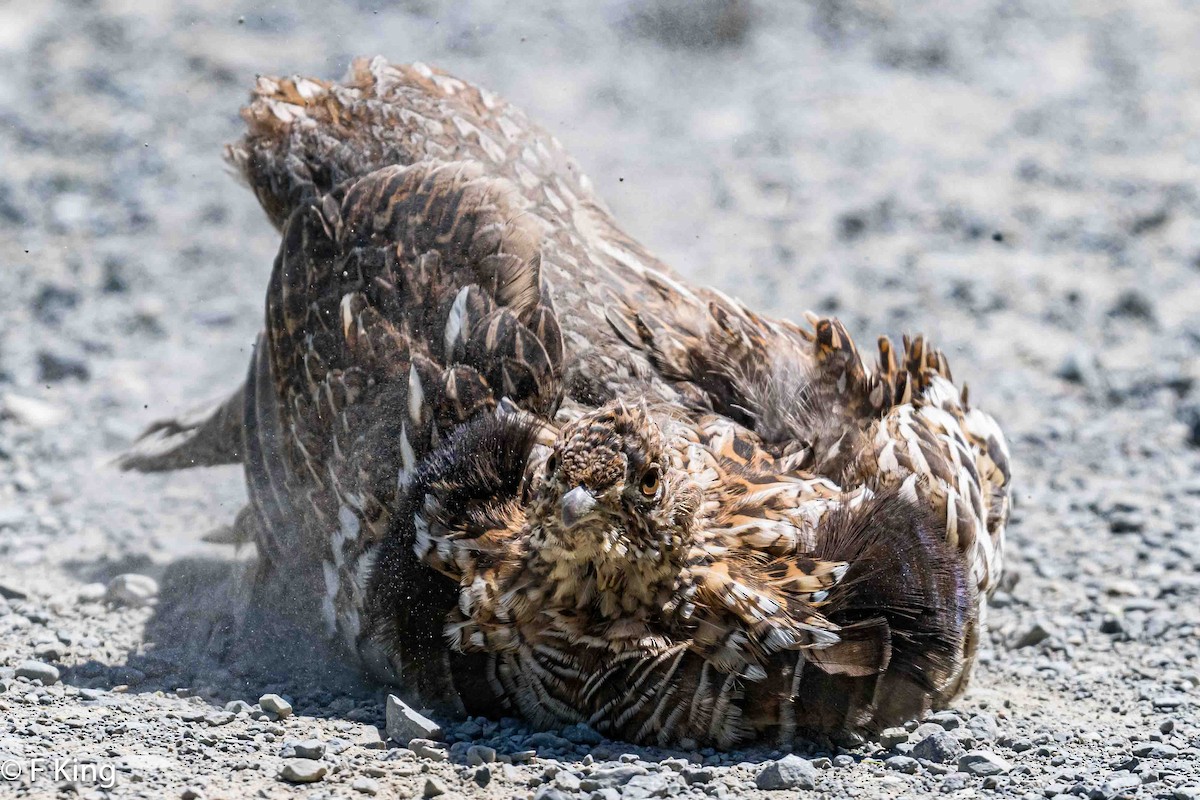 Ruffed Grouse - ML620747816