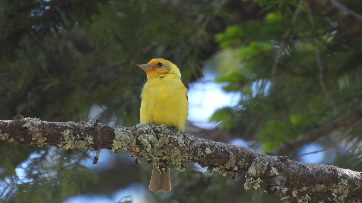 Western Tanager - ML620747822