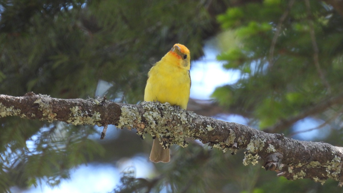Western Tanager - ML620747823