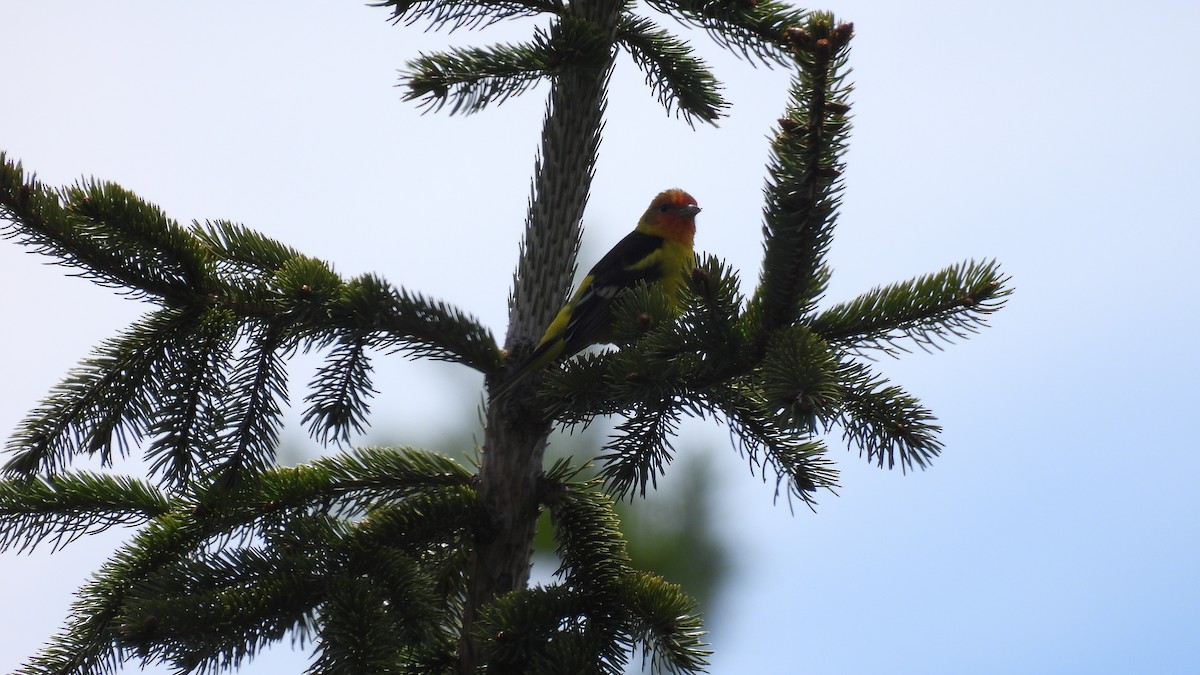 Western Tanager - ML620747824