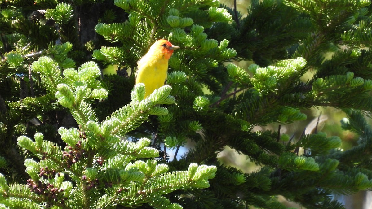 Western Tanager - Lillian G