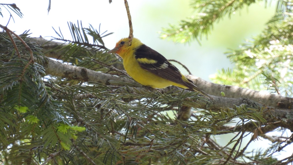 Western Tanager - ML620747826