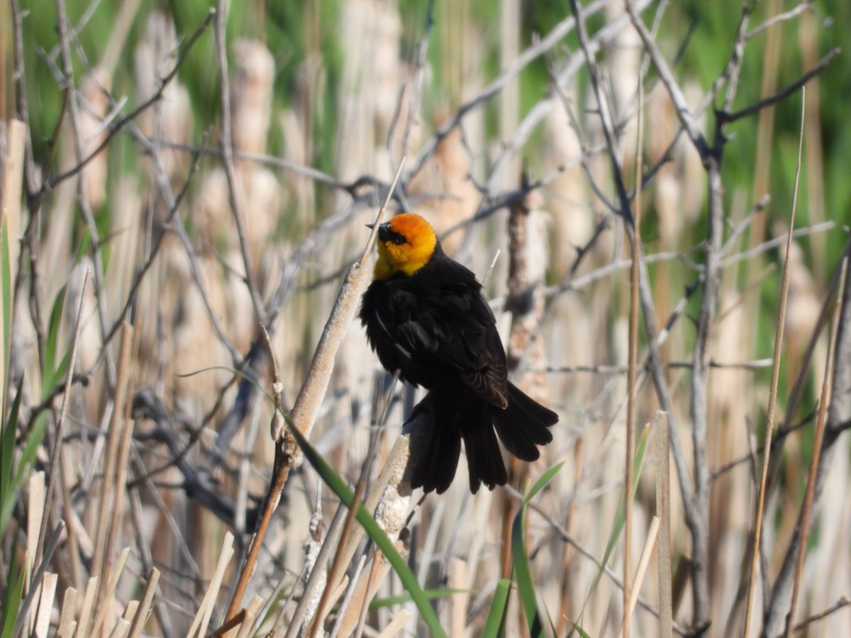 Yellow-headed Blackbird - ML620747828