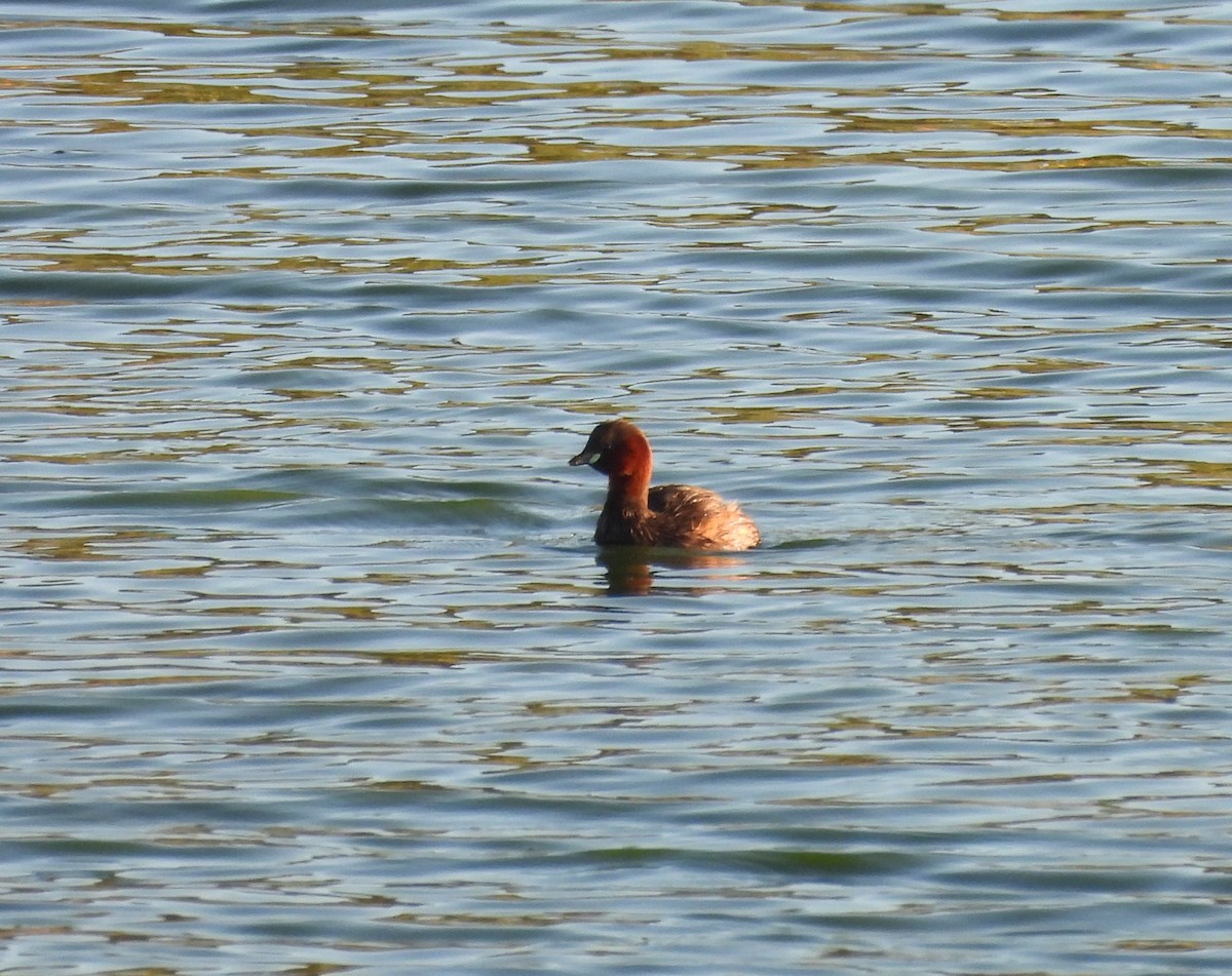 Little Grebe - ML620747829