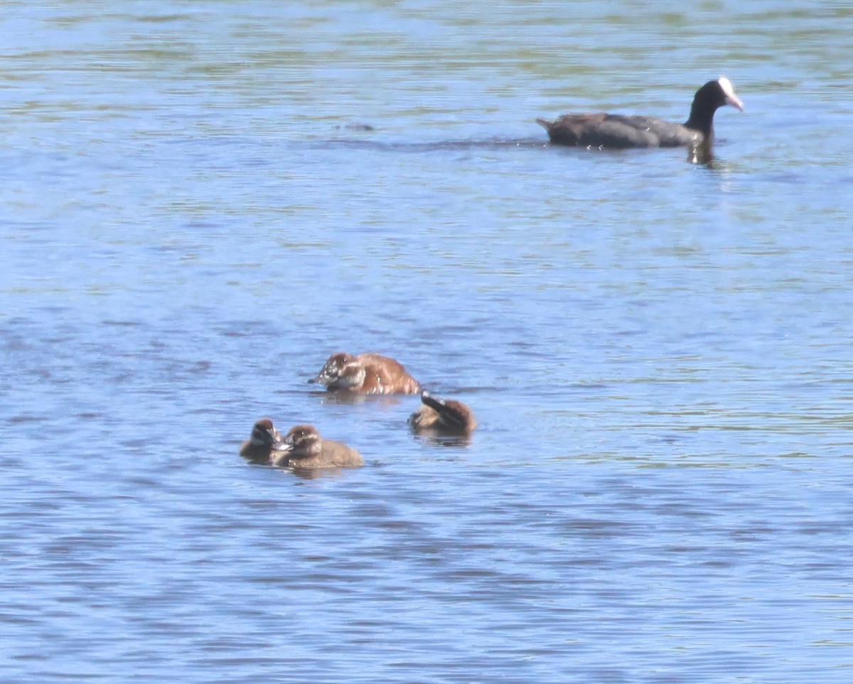 White-headed Duck - ML620747831