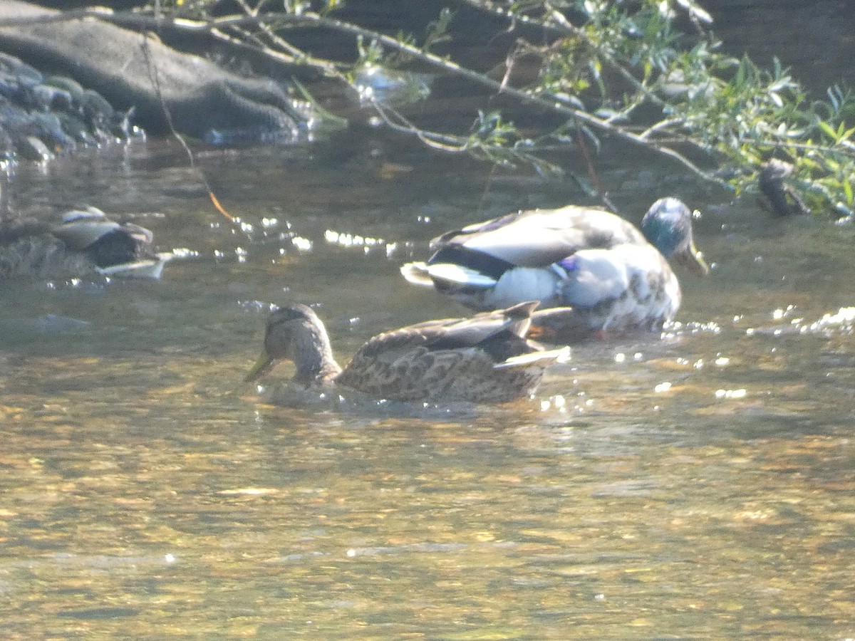 Canard colvert - ML620747832