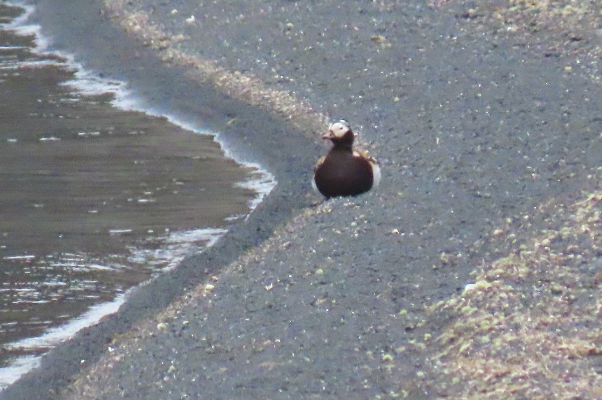 Long-tailed Duck - ML620747835