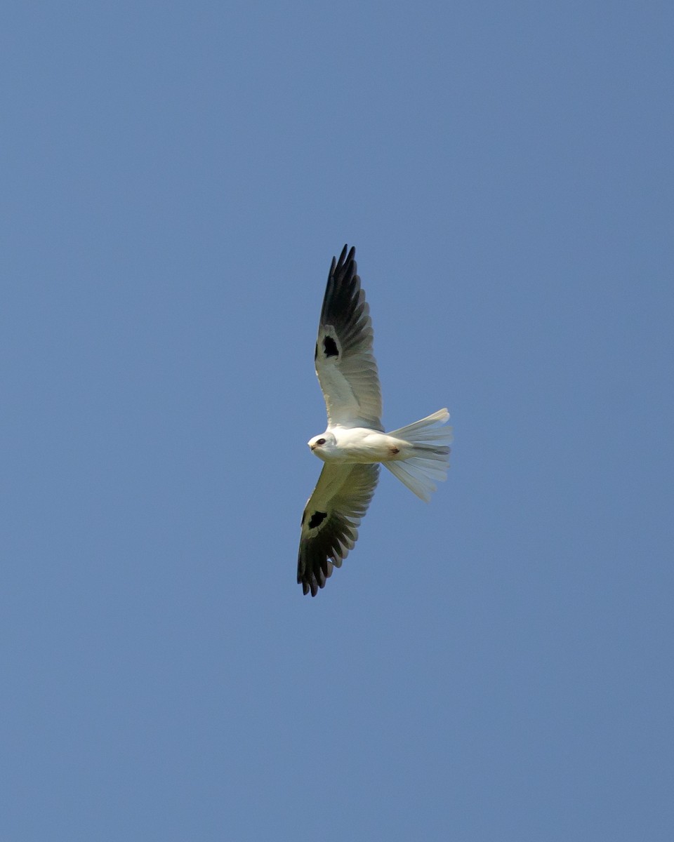 White-tailed Kite - ML620747837