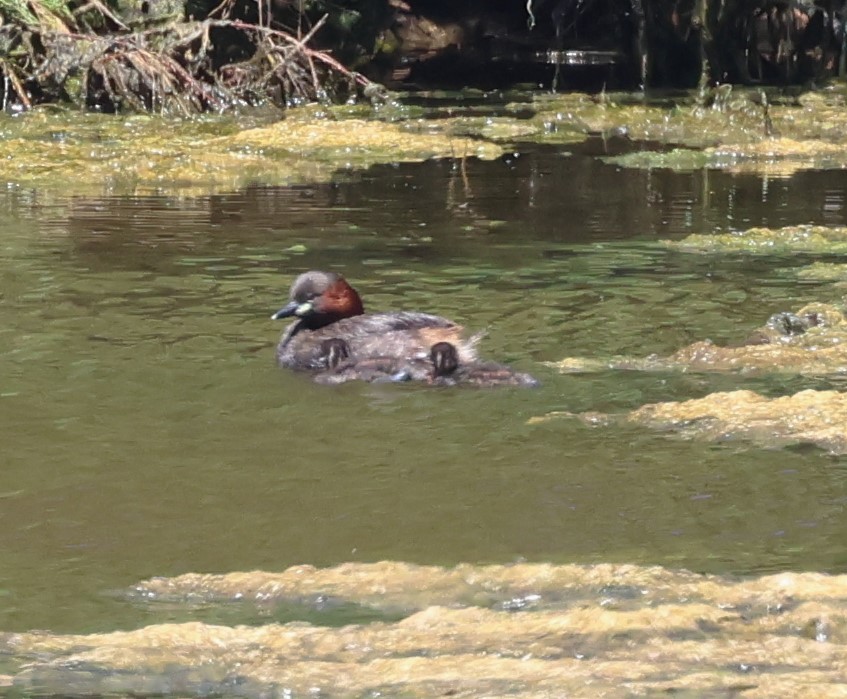 Little Grebe - ML620747843