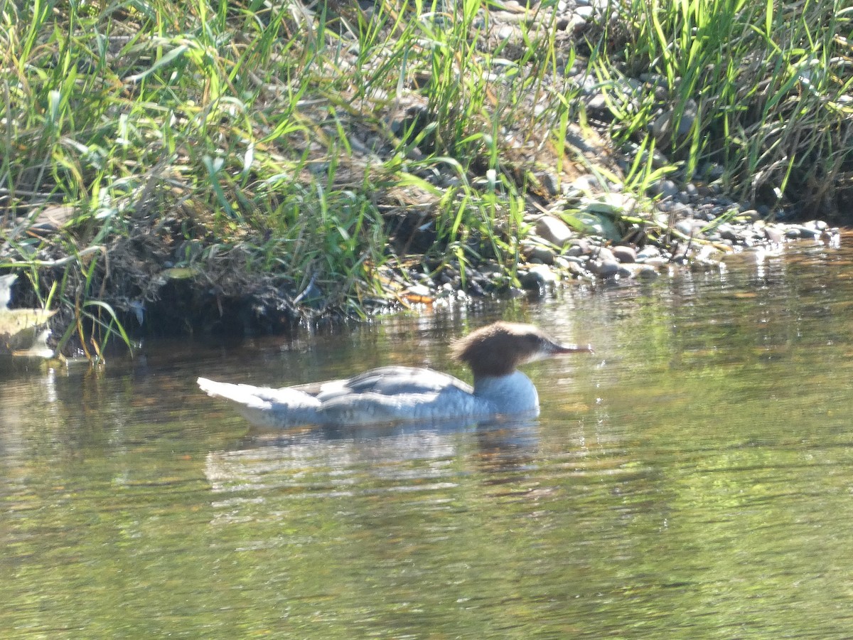 Common Merganser - ML620747849