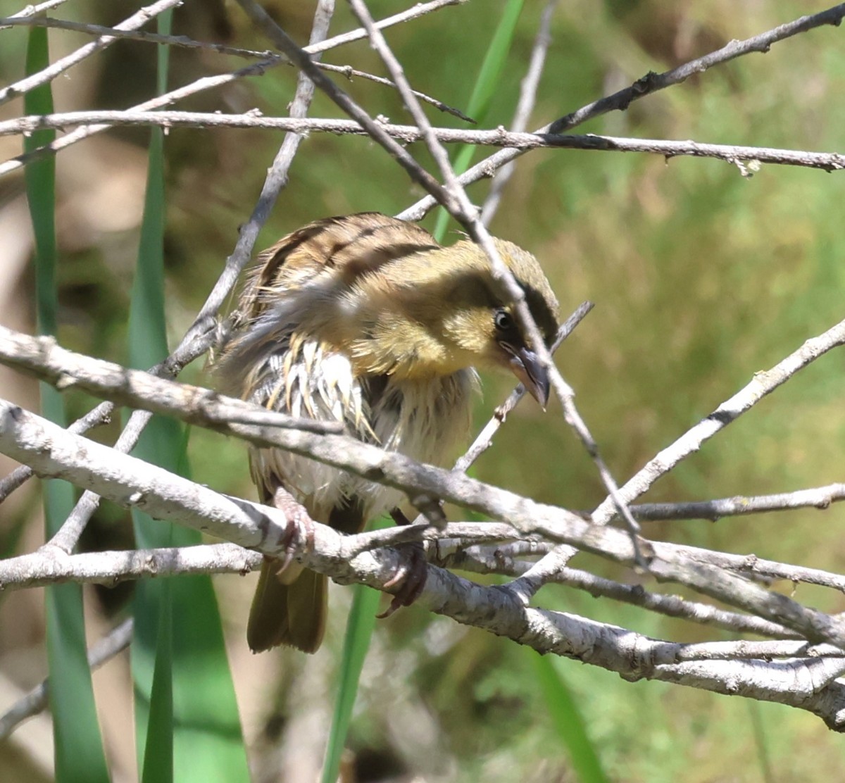 Black-headed Weaver - ML620747889