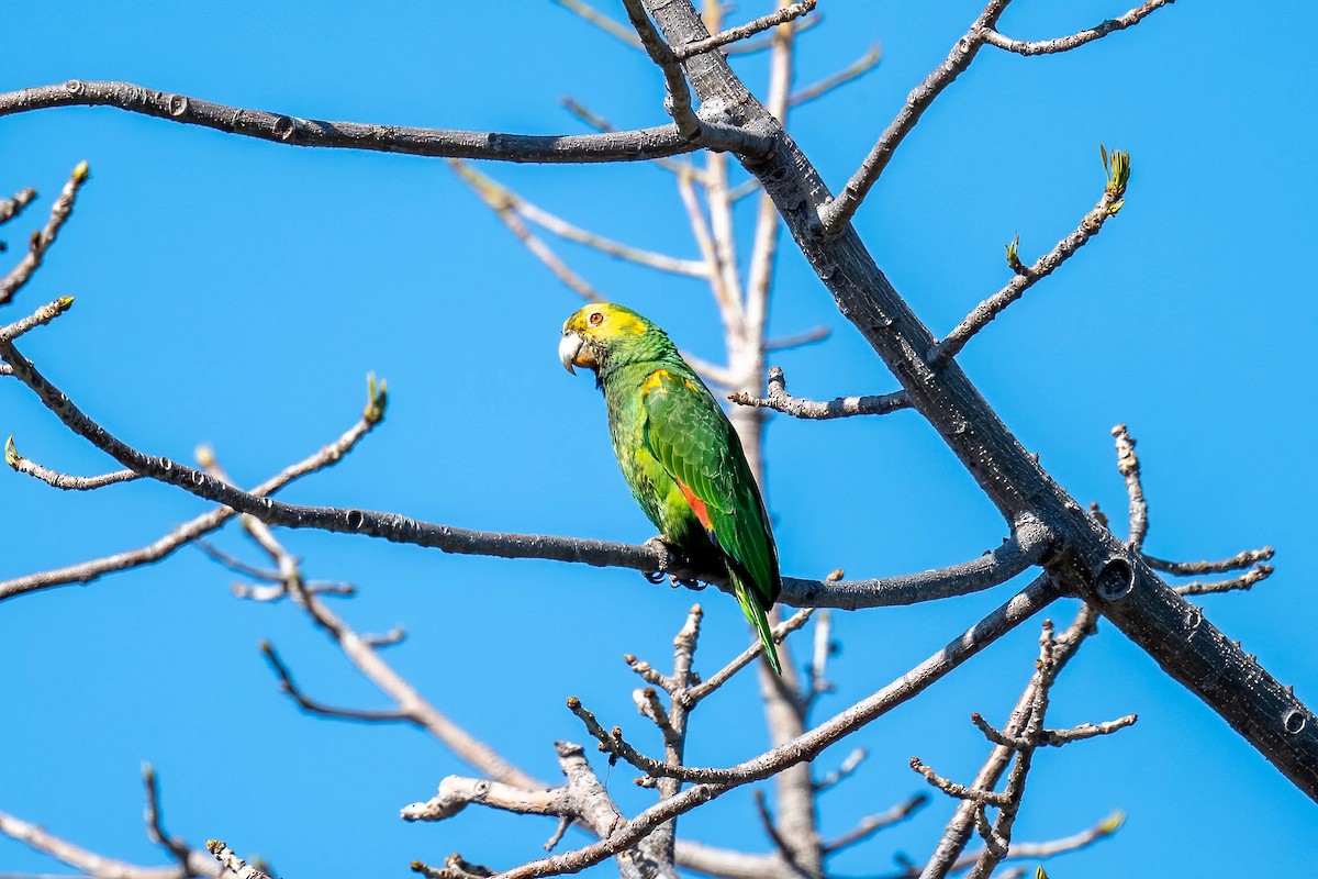 キガシラボウシインコ - ML620747891