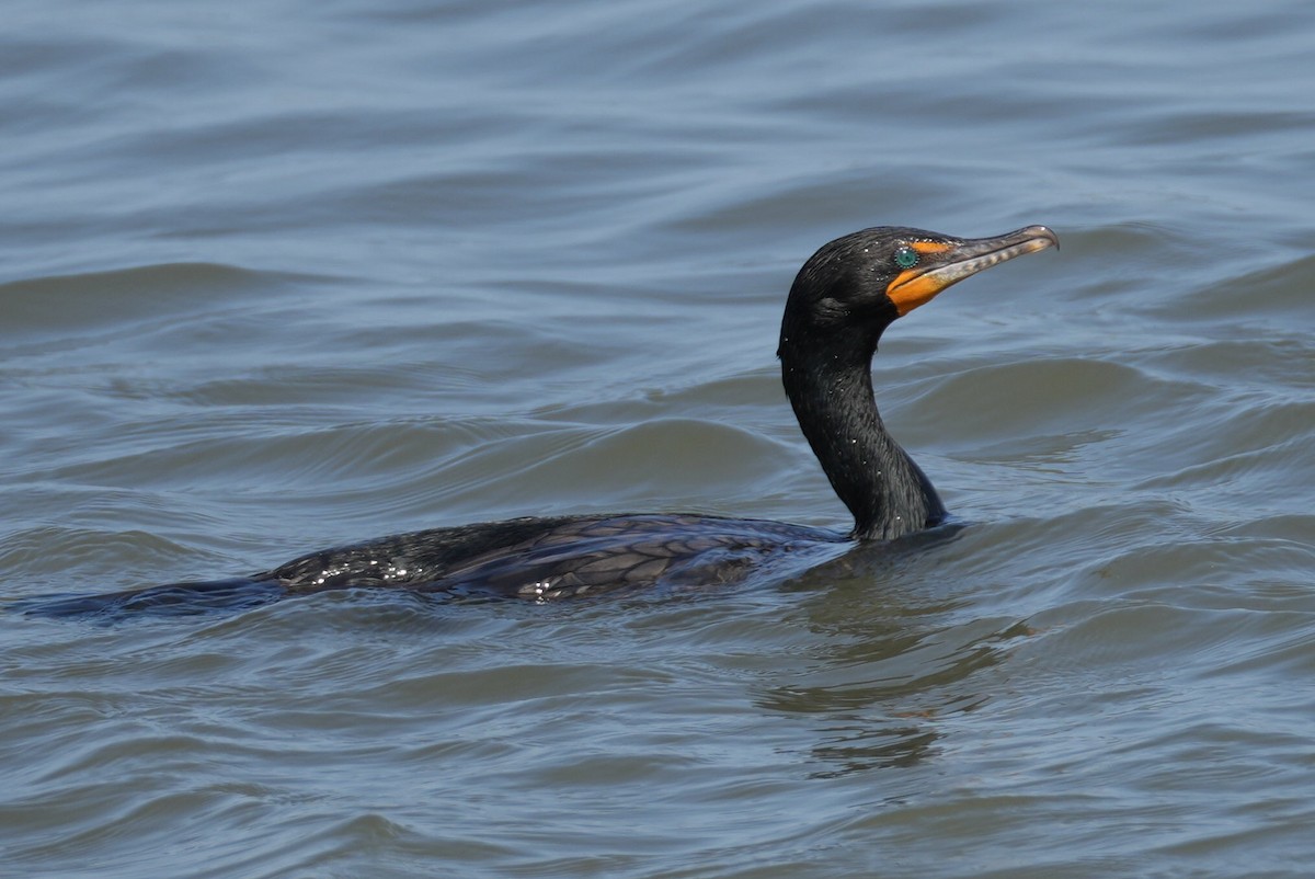 Cormoran à aigrettes - ML620747896