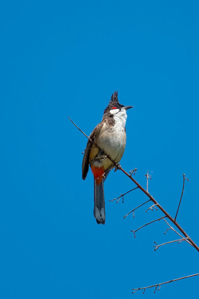 Red-whiskered Bulbul - ML620747900