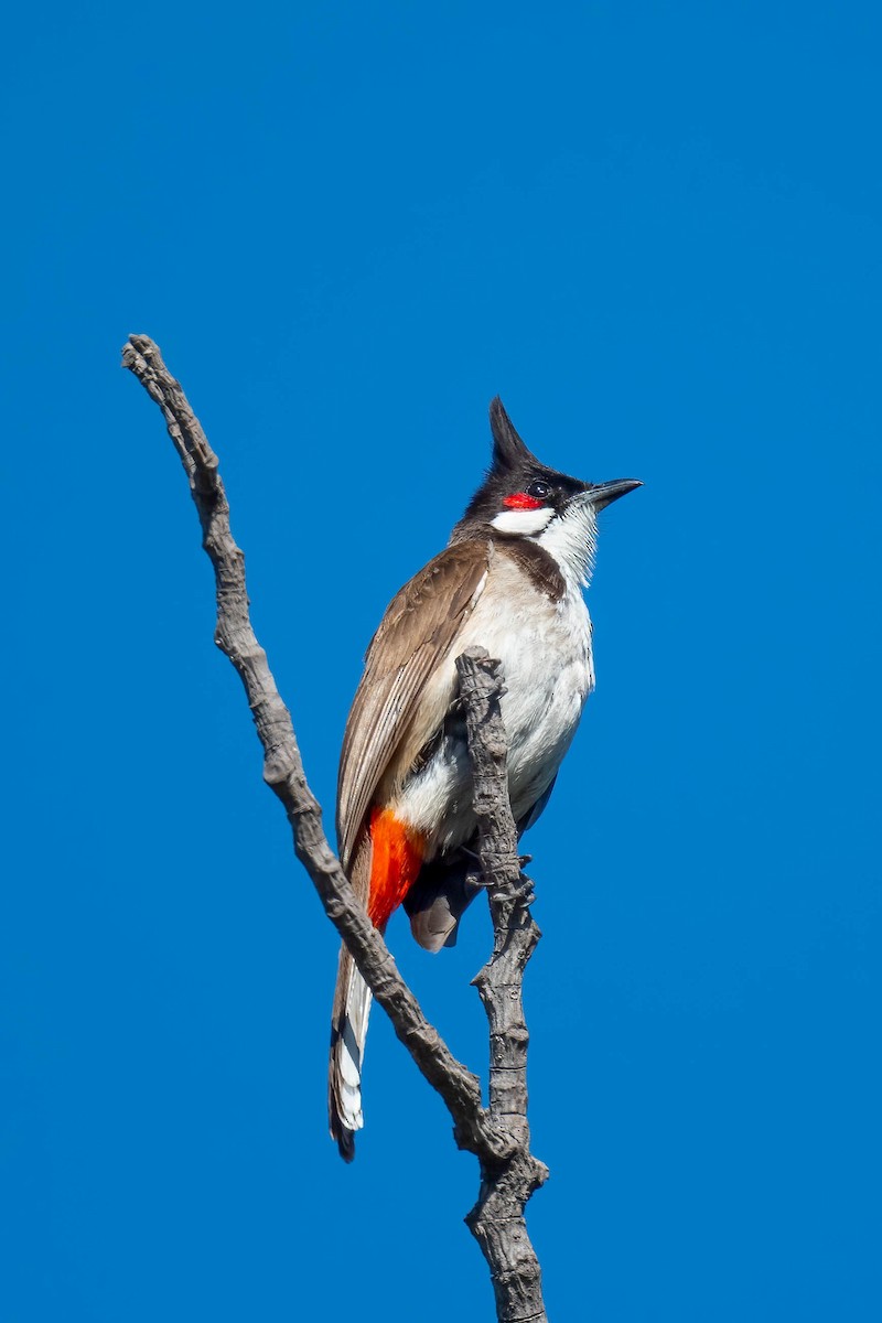 Red-whiskered Bulbul - ML620747902