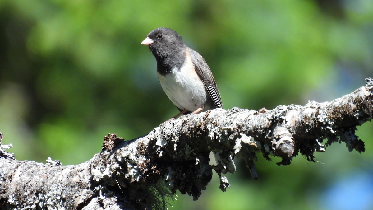 Junco Ojioscuro - ML620747905