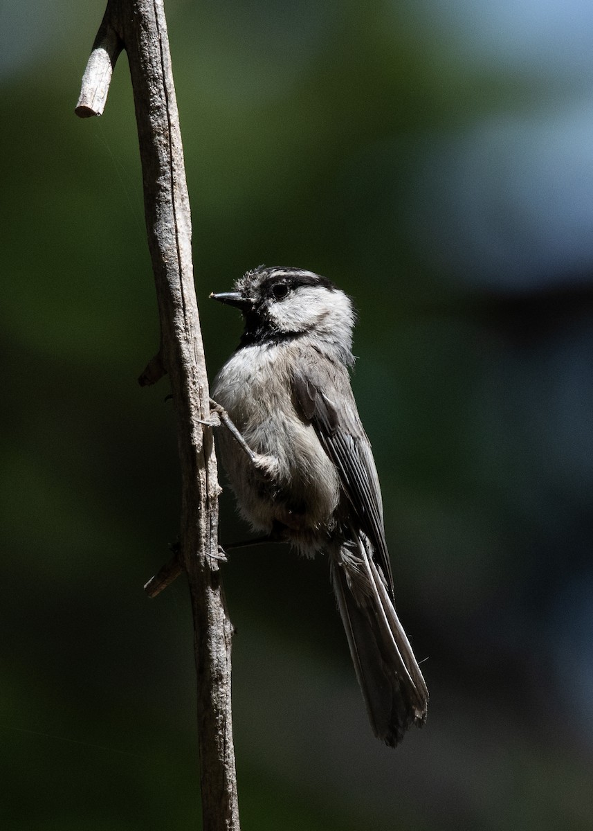 Mountain Chickadee - Bente Torvund