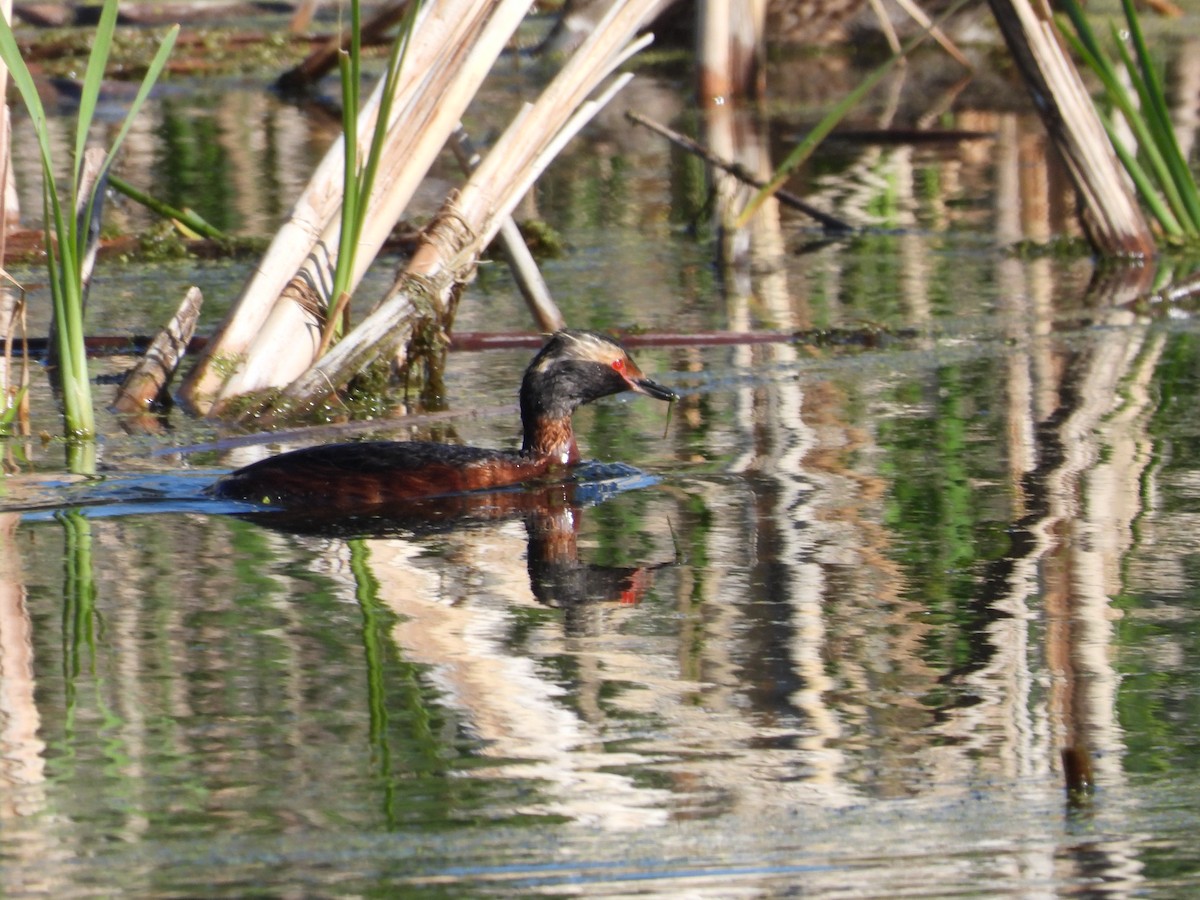 Horned Grebe - ML620747914