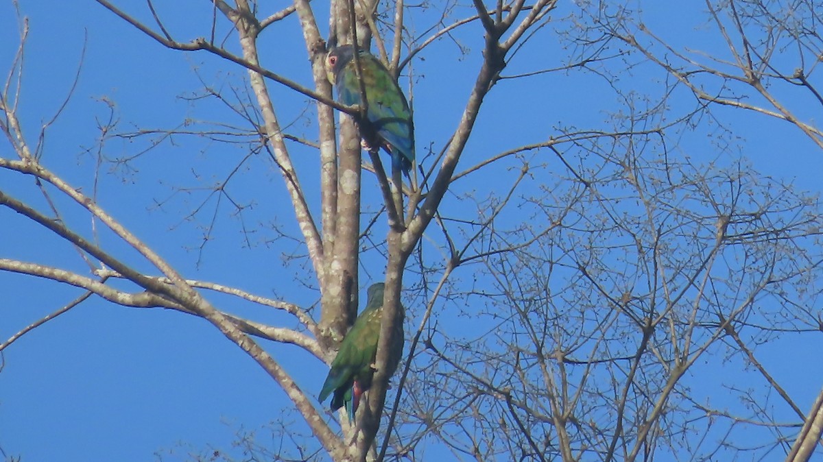 White-crowned Parrot - ML620747925
