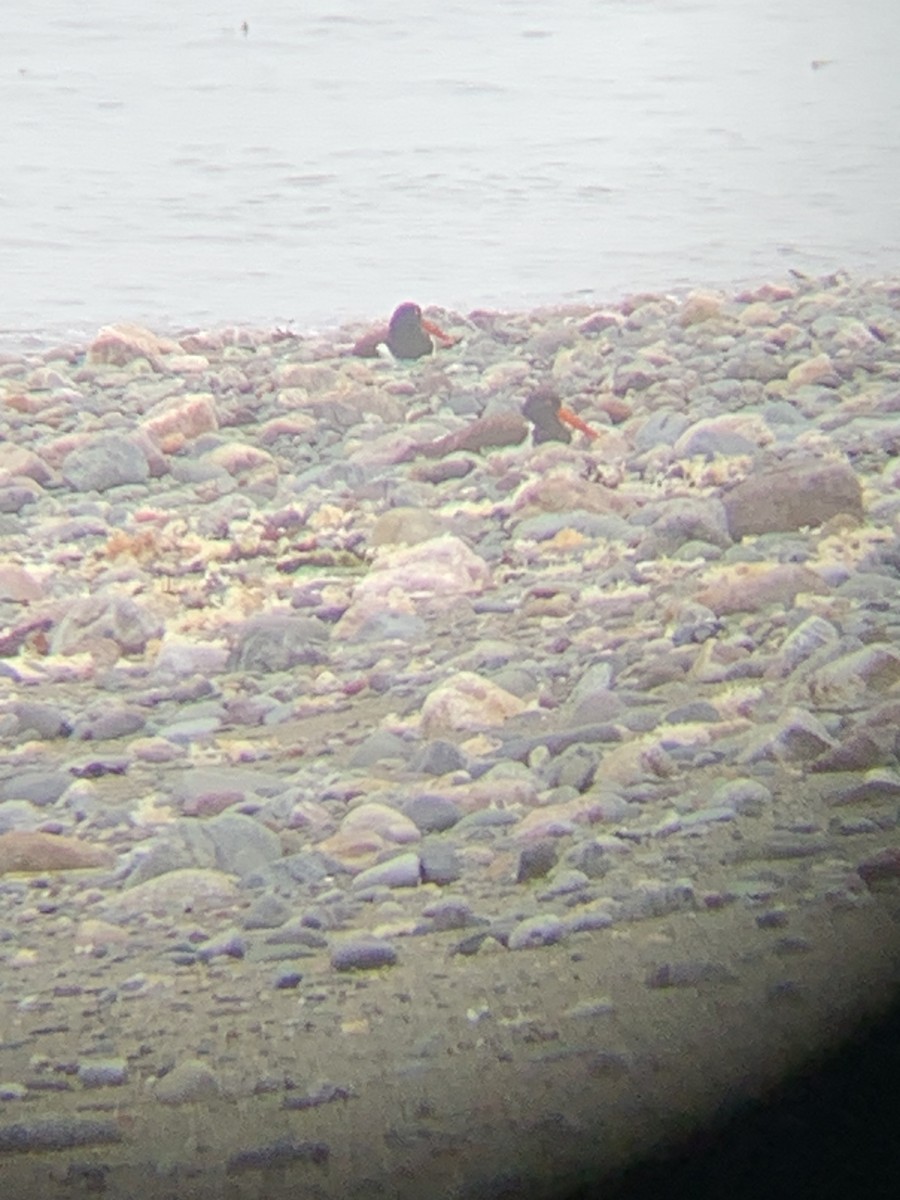 American Oystercatcher - ML620747927