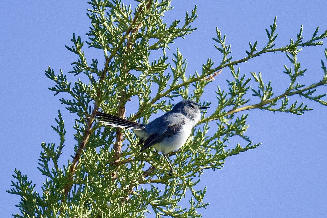 Blue-gray Gnatcatcher - ML620747928