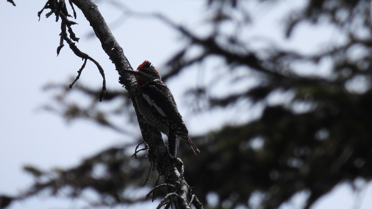 Red-naped Sapsucker - ML620747940