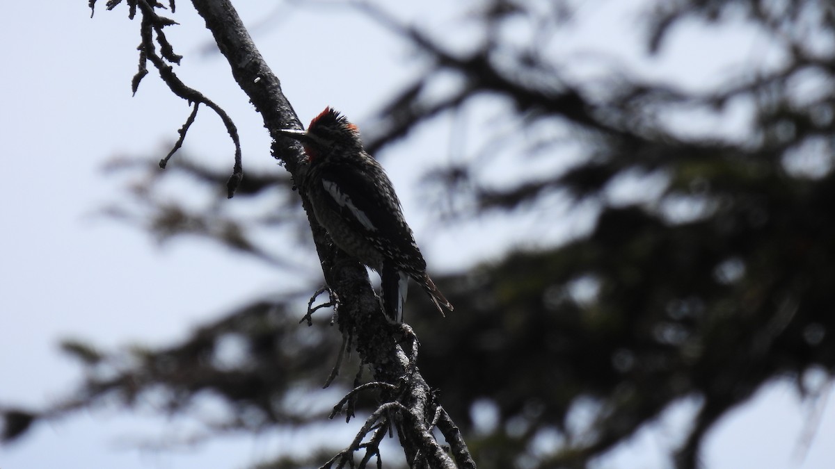 Red-naped Sapsucker - ML620747941