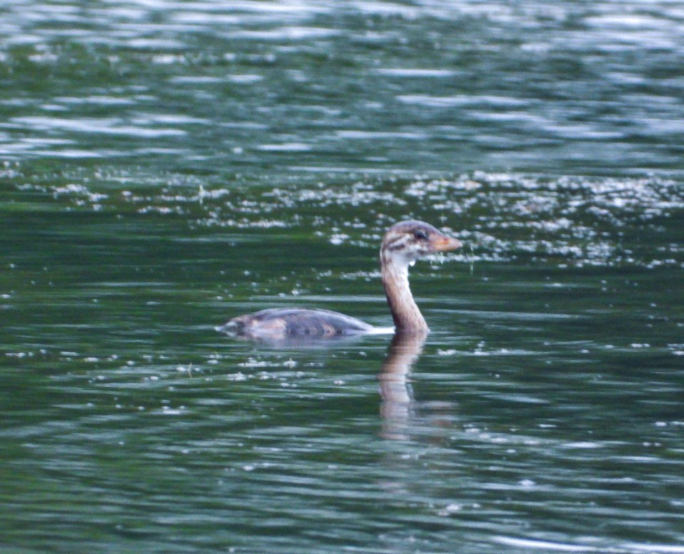 Pied-billed Grebe - ML620747942