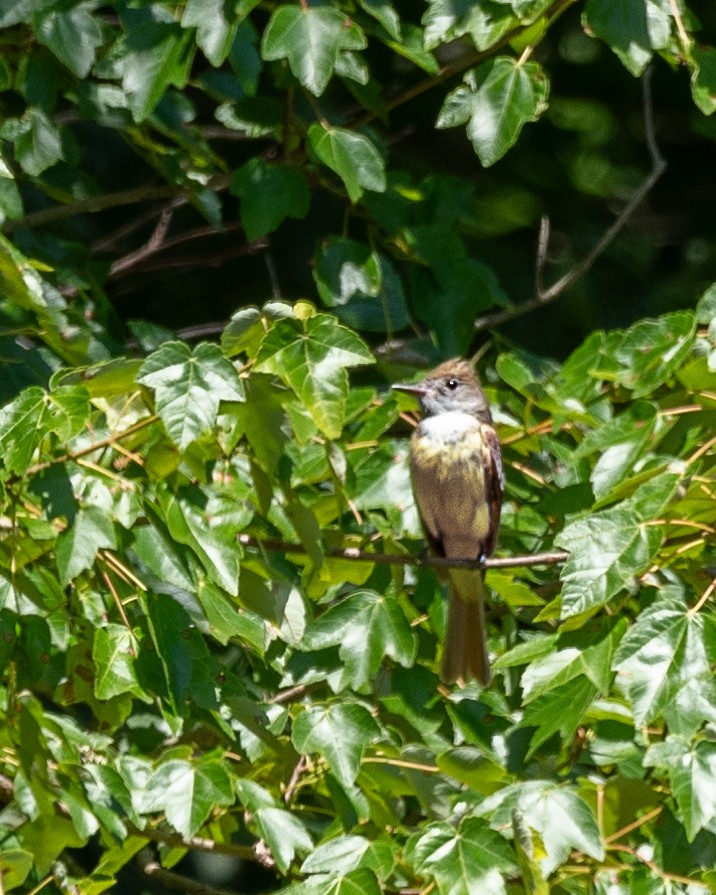 Great Crested Flycatcher - ML620747946