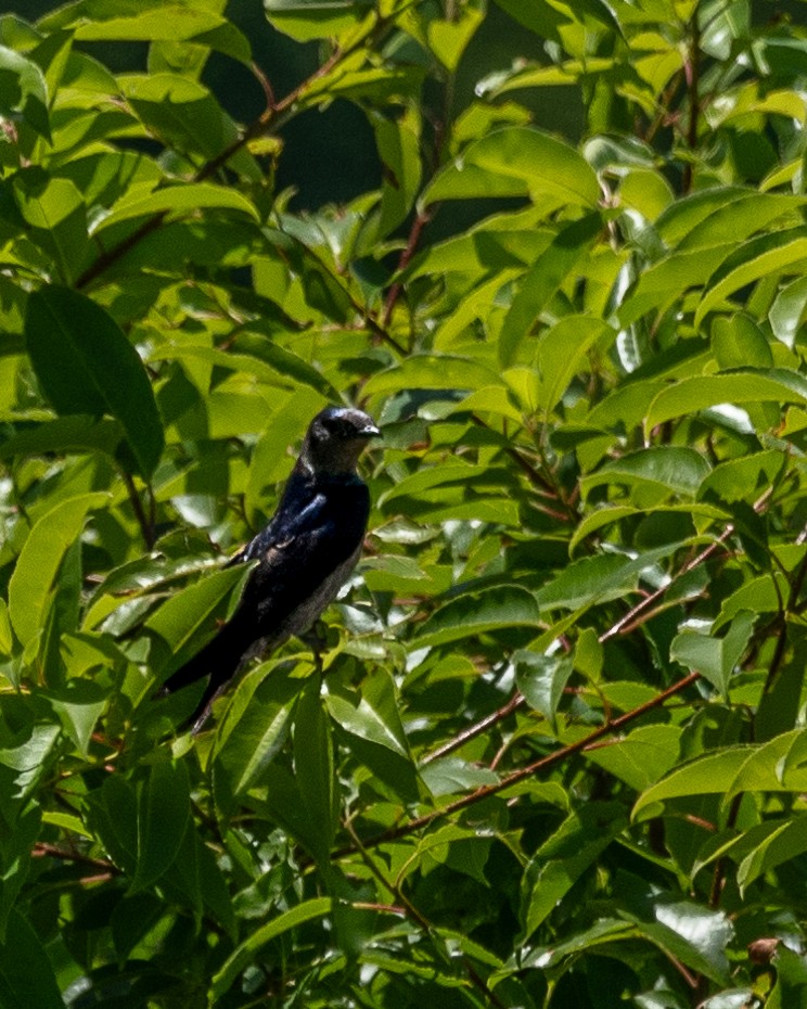 Purple Martin - ML620747954