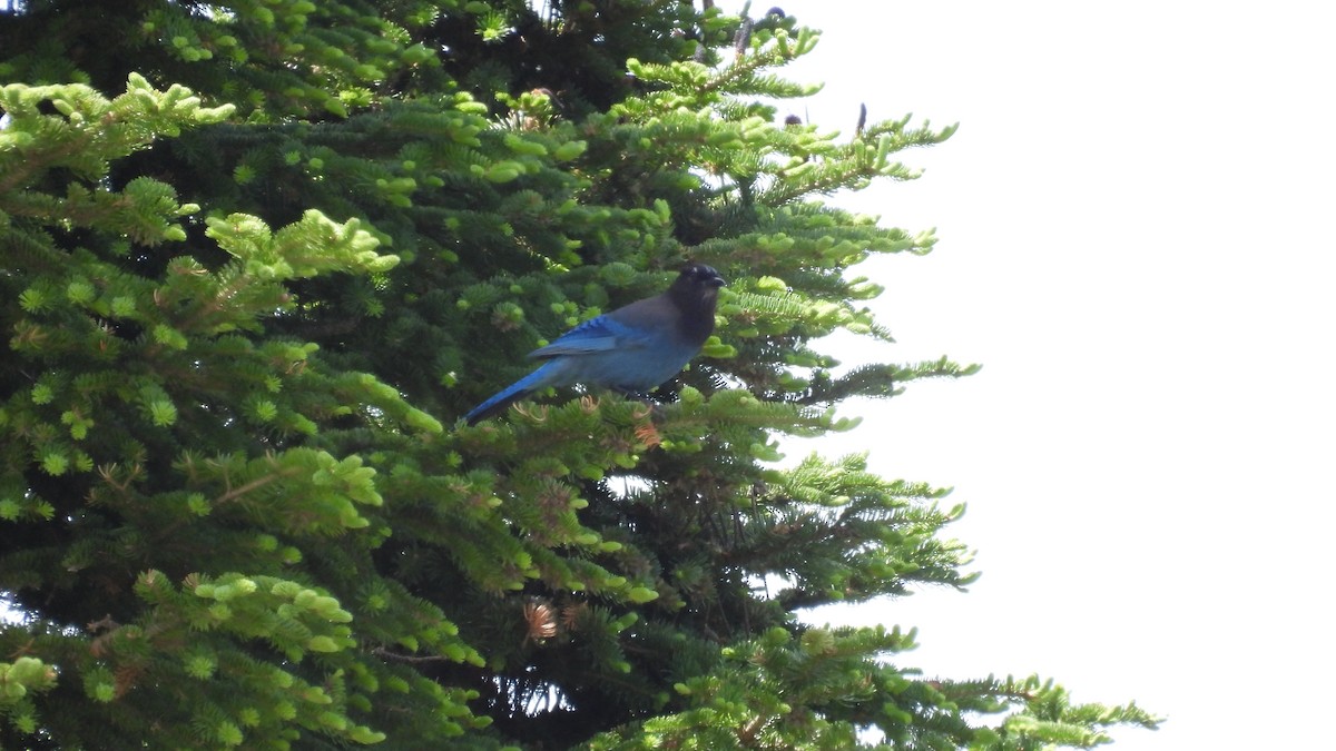 Steller's Jay - ML620747955