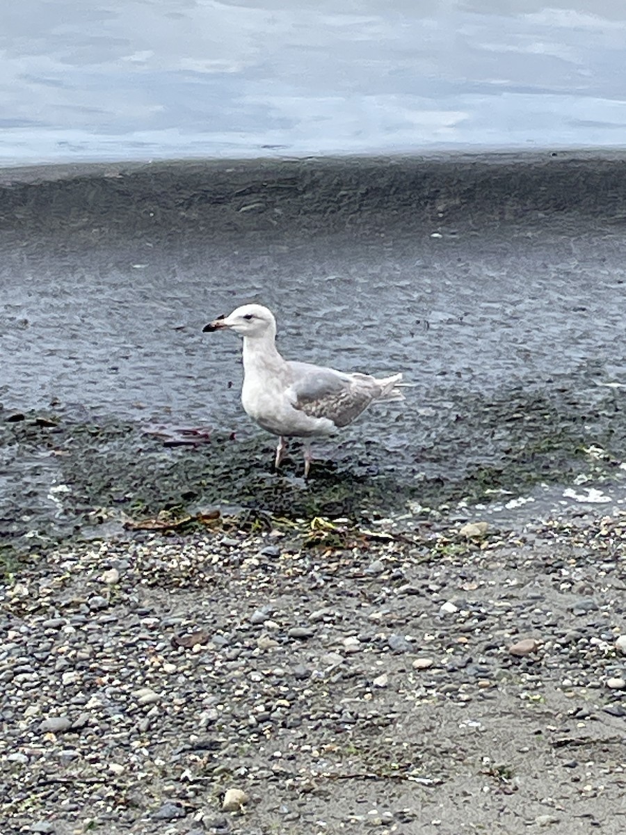 Glaucous-winged Gull - ML620747971