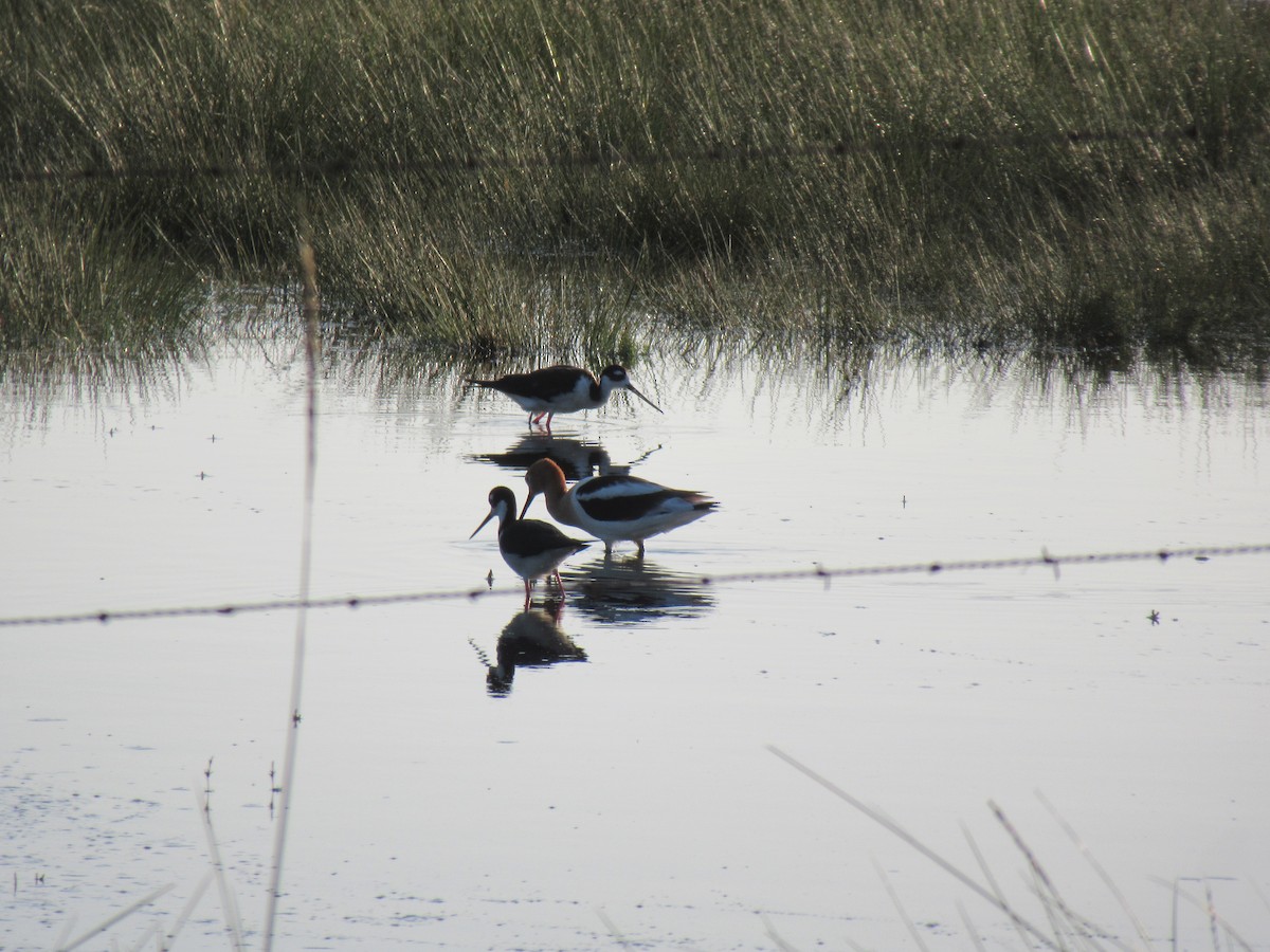 American Avocet - ML620747993