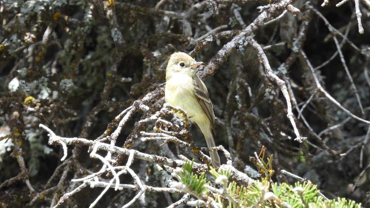 Western Flycatcher - ML620747994