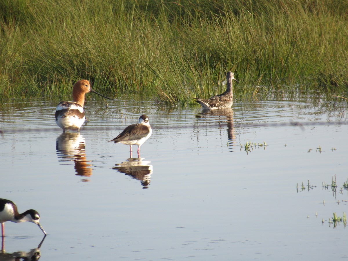 American Avocet - ML620748002