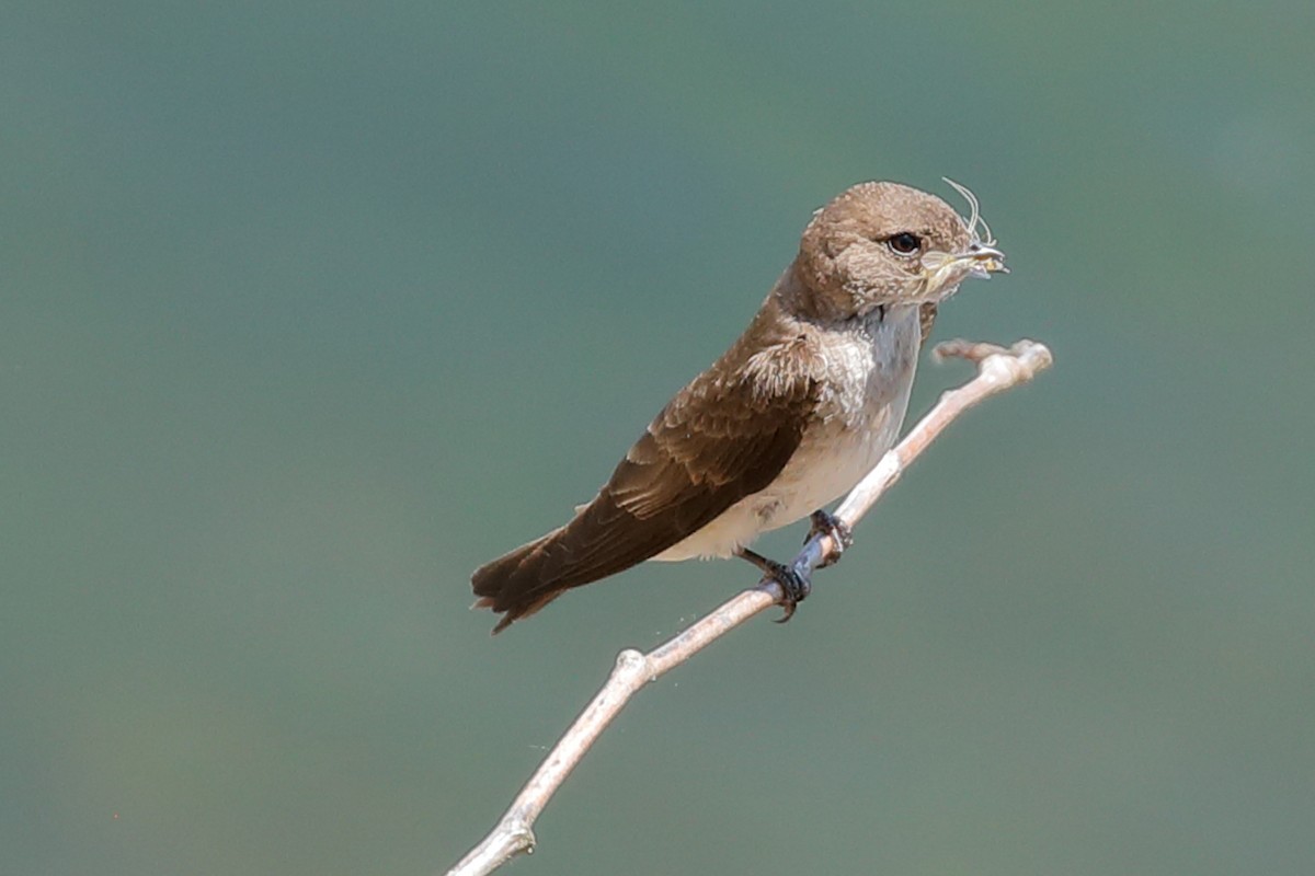 Northern Rough-winged Swallow - ML620748009