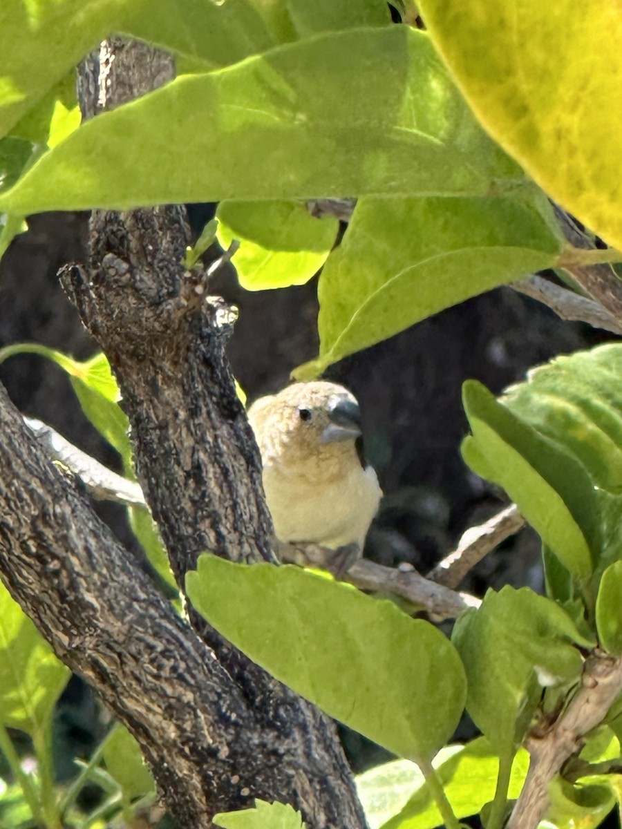 Capuchino Picoplata Africano - ML620748014