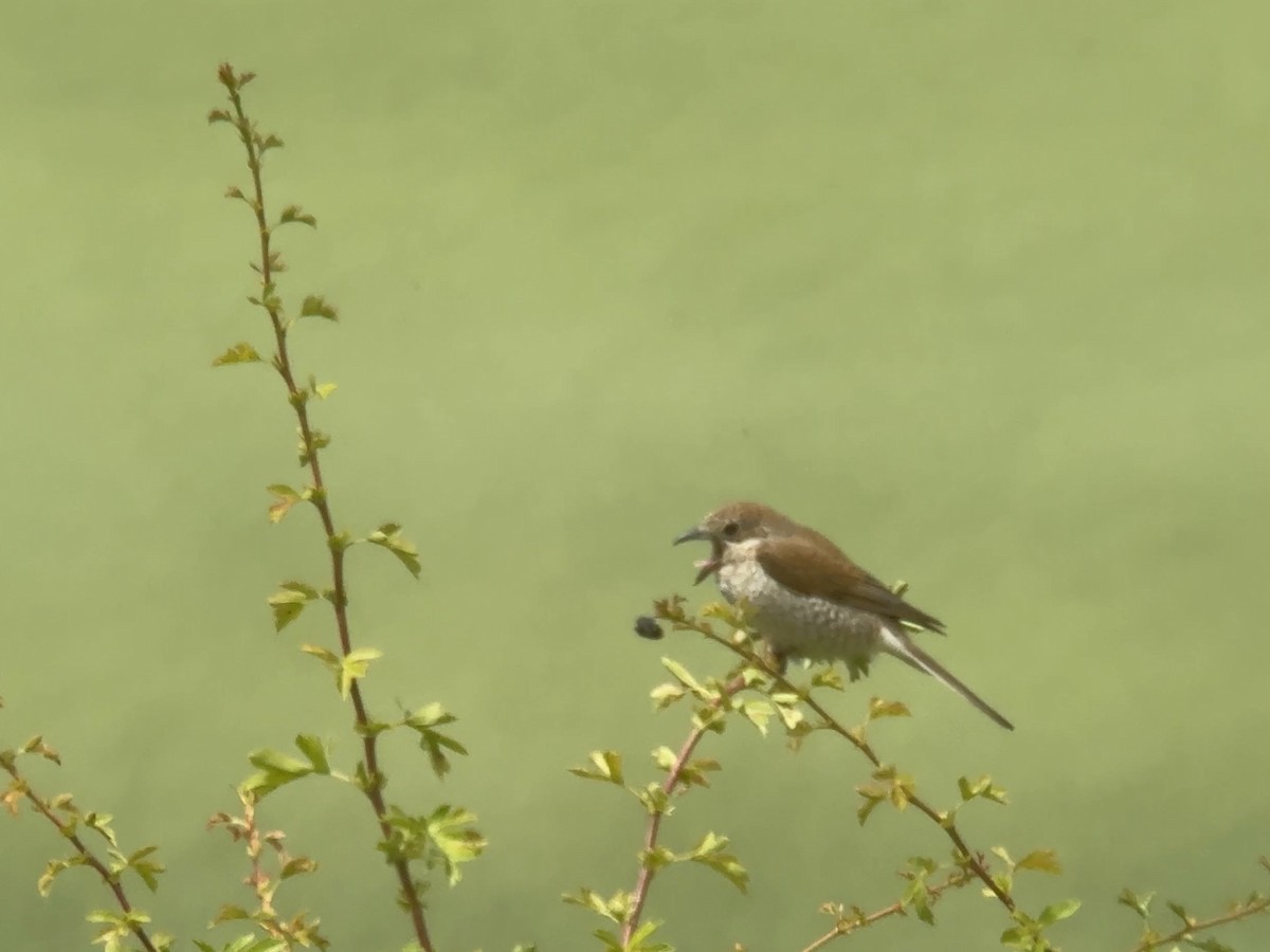 Red-backed Shrike - ML620748022