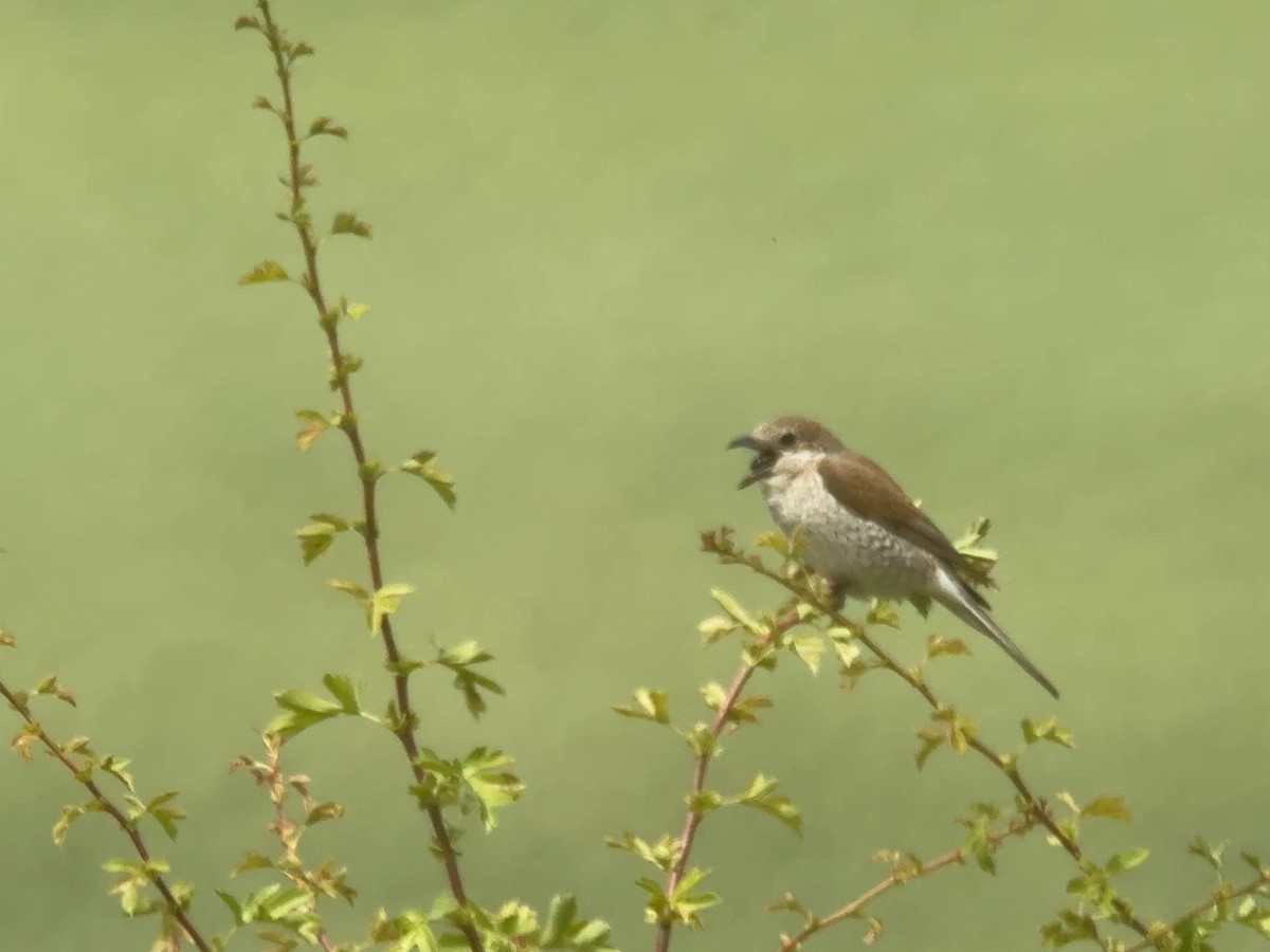 Red-backed Shrike - ML620748024