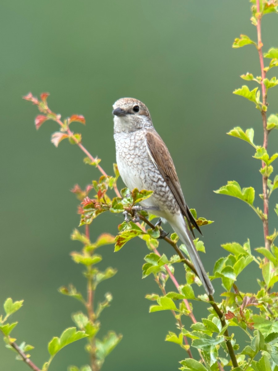 Red-backed Shrike - ML620748025