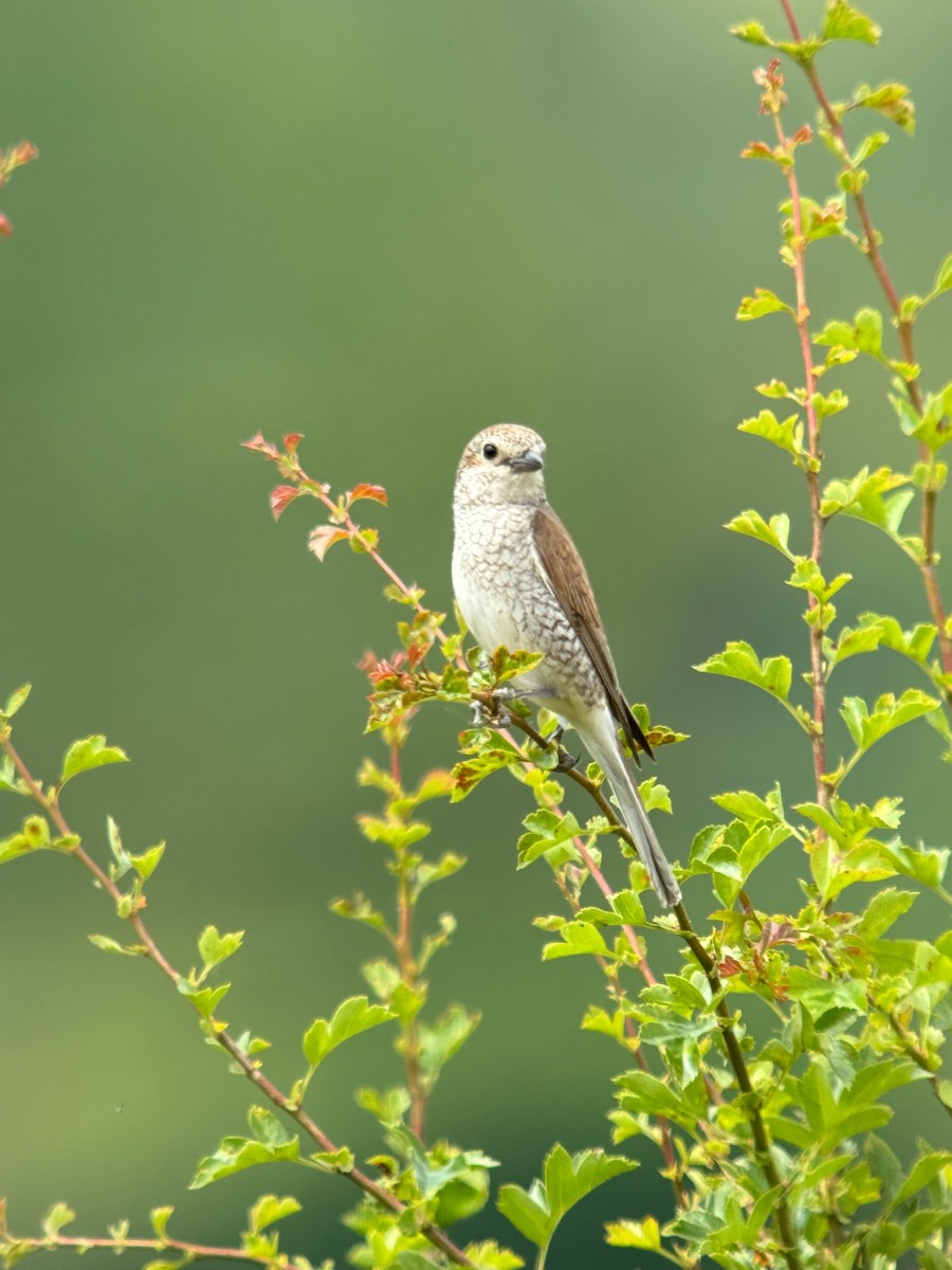 Red-backed Shrike - ML620748026