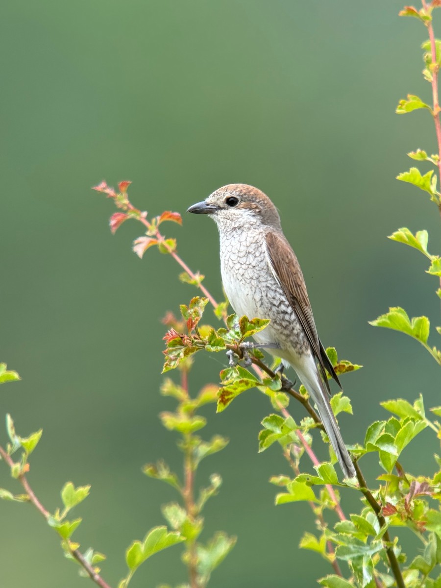 Red-backed Shrike - ML620748027