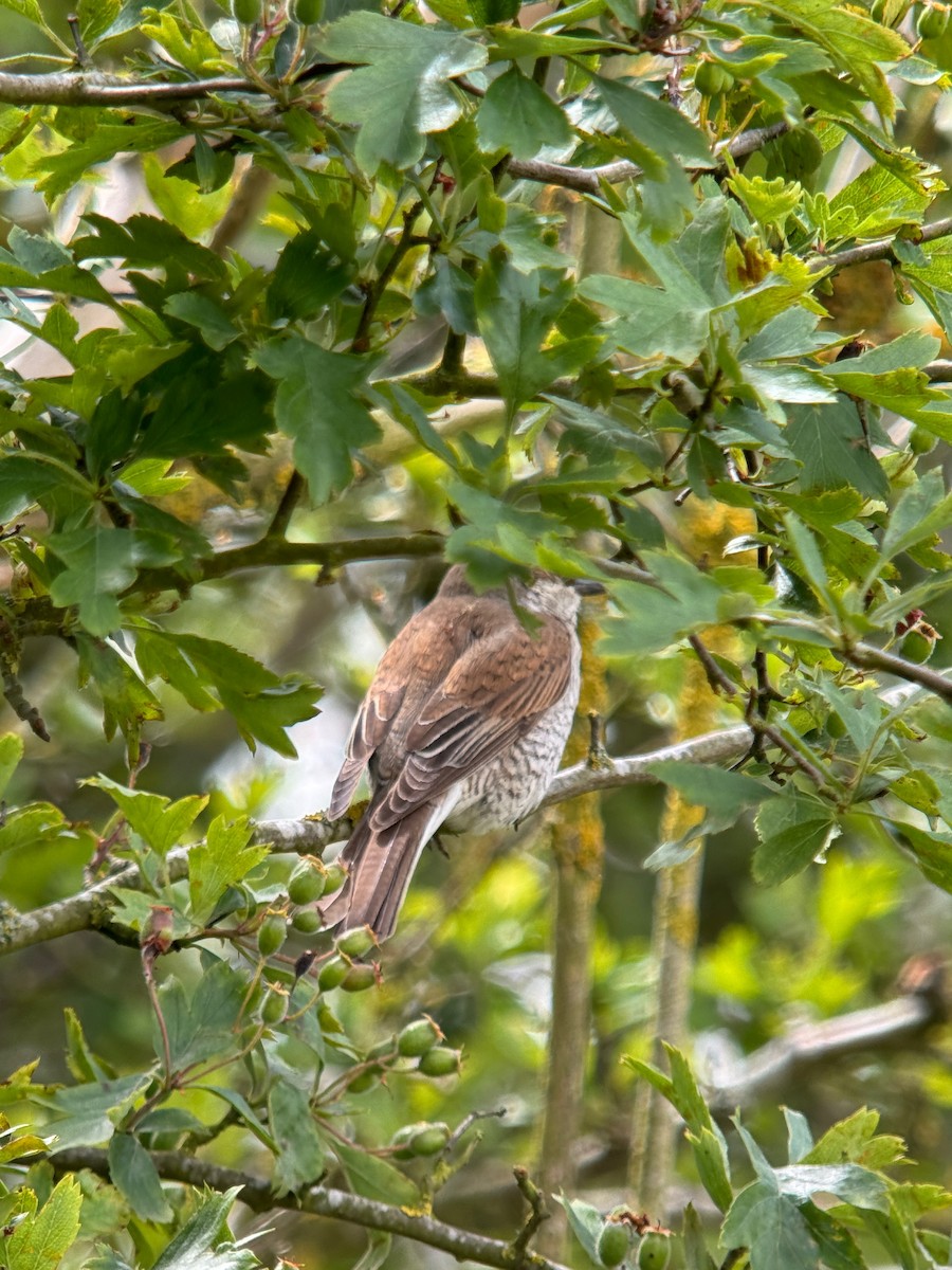 Red-backed Shrike - ML620748030